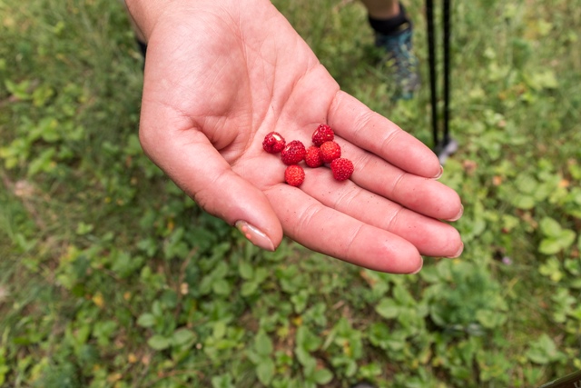 Wild Strawberries