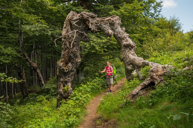 In the forest