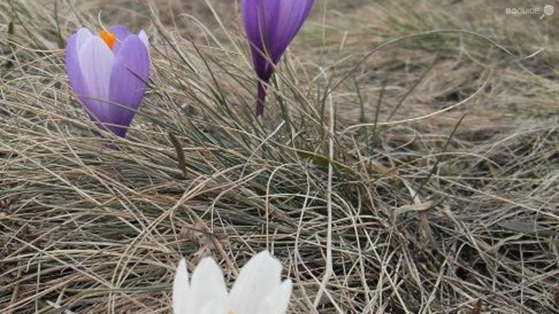 местност "Узана"