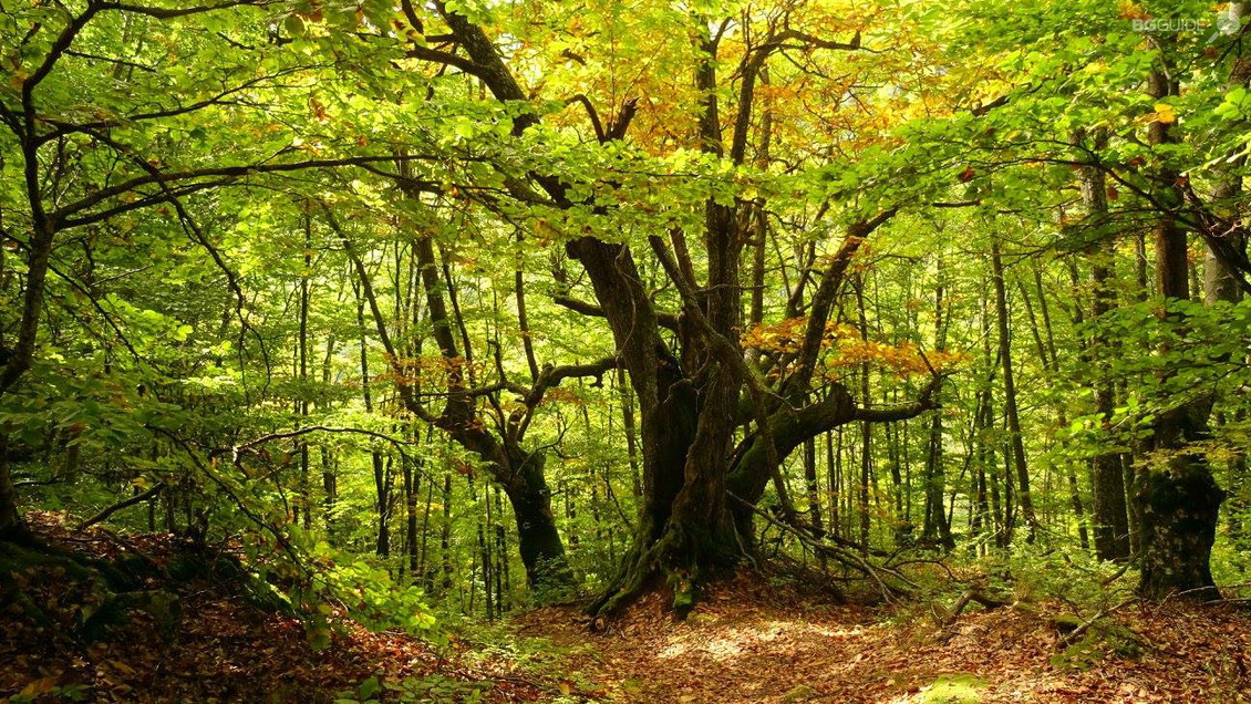 Belasitsa Nature Reserve