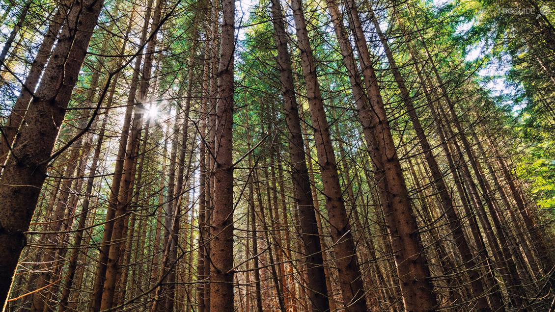 РЕЗЕРВАТ ЧУПРЕНЕ