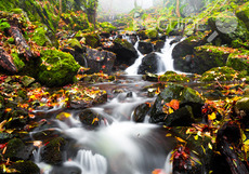 boyanska-reka-park-vitosha-1_230x161_crop_698916ba46