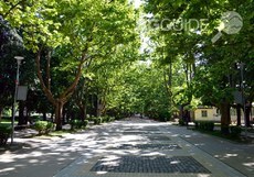 varshets-chinari_230x161_crop_5dbdda2614