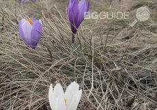 uzana-2_230x161_crop_c424728147