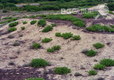 piasachni-diuni_230x161_crop_7c3d911803