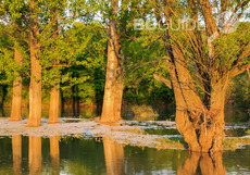 reka-ogosta-1_230x161_crop_1329a57888