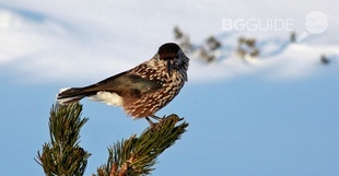 petar-cholakov-3_310x161_crop_14fe92d4db