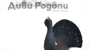 divi-rodopi_310x174_crop_8dc238e502