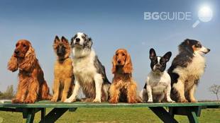 moiat-domashen-liubimec_310x174_crop_8357d90184