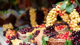 chereshi-kyustendil_310x174_crop_e30f90211a