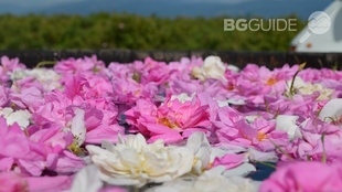 roz-3_310x174_crop_202e35f6af