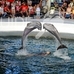 delfinarium-varna-2_74x74_crop_5928a484f2
