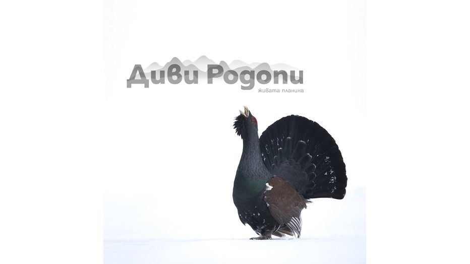 divi-rodopi_932x524_pad_8dc238e502