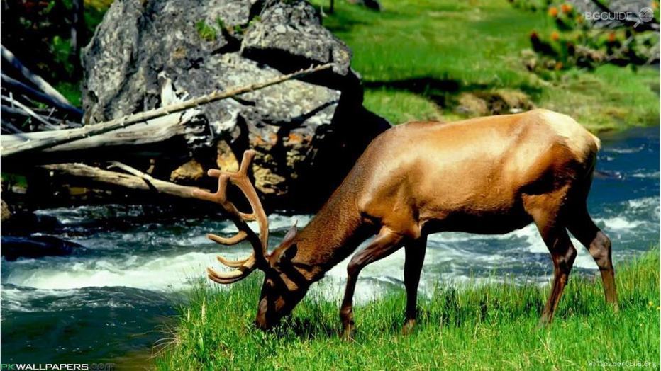 lov-i-ribolov_932x524_pad_8f46bb25eb