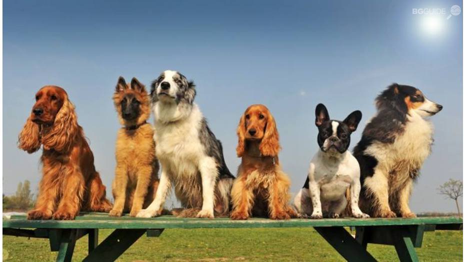 moiat-domashen-liubimec_932x524_pad_8357d90184